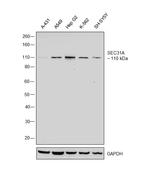 SEC31A Antibody in Western Blot (WB)