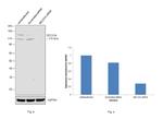 SEC31A Antibody in Western Blot (WB)