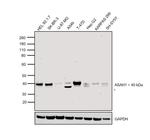 ASAH1 Antibody in Western Blot (WB)