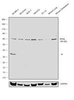 N-WASP Antibody in Western Blot (WB)