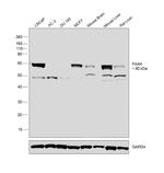 FAAH Antibody in Western Blot (WB)