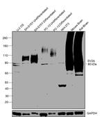 SV2A Antibody in Western Blot (WB)