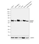 PARD6B Antibody in Western Blot (WB)