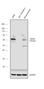 NOX4 Antibody in Western Blot (WB)