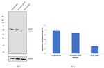NOX4 Antibody in Western Blot (WB)