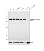 Nuclear Matrix Protein p84 Antibody in Western Blot (WB)