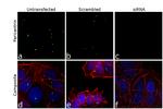 Pericentrin Antibody in Immunocytochemistry (ICC/IF)