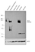 MYH3 Antibody