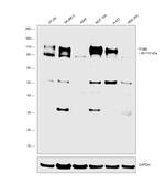 ITGB6 Antibody in Western Blot (WB)