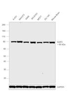 KAP3 Antibody in Western Blot (WB)