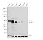 TFE3 Antibody in Western Blot (WB)