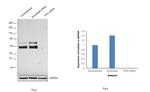 TFE3 Antibody in Western Blot (WB)