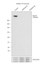 SRCAP Antibody