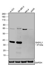 SH3YL1 Antibody in Western Blot (WB)