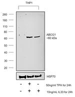 ABCG1 Antibody