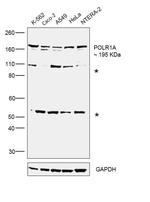 POLR1A Antibody in Western Blot (WB)