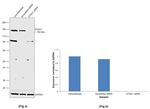 STAG1 Antibody in Western Blot (WB)