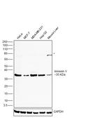 Annexin V Antibody in Western Blot (WB)