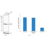 Annexin V Antibody in Western Blot (WB)