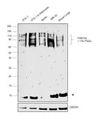 FAM13A Antibody in Western Blot (WB)