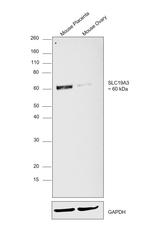 SLC19A3 Antibody in Western Blot (WB)