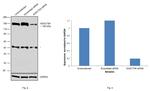 FANCI Antibody in Western Blot (WB)