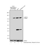 hnRNP U Antibody in Western Blot (WB)