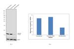 NDUFB6 Antibody in Western Blot (WB)