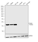 PTGES Antibody in Western Blot (WB)