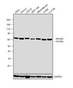 WAVE2 Antibody in Western Blot (WB)