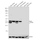 GNA11 Antibody in Western Blot (WB)