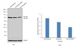 ARL13B Antibody in Western Blot (WB)