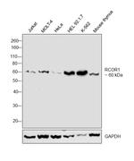 RCOR1 Antibody in Western Blot (WB)