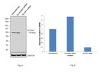 RCOR1 Antibody in Western Blot (WB)