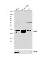 RBPMS Antibody in Western Blot (WB)