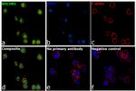 BHLHB5 Antibody in Immunocytochemistry (ICC/IF)