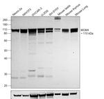 MCM4 Antibody in Western Blot (WB)