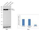MCM4 Antibody in Western Blot (WB)