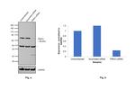 PKC lambda/iota Antibody in Western Blot (WB)