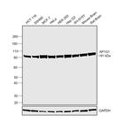 gamma Adaptin Antibody in Western Blot (WB)