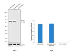 gamma Adaptin Antibody in Western Blot (WB)