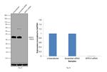 SPRY2 Antibody in Western Blot (WB)