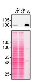 ITCH Antibody in Immunoprecipitation (IP)