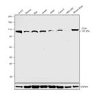 ITCH Antibody in Western Blot (WB)