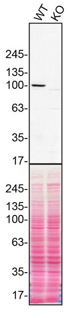 ITCH Antibody in Western Blot (WB)