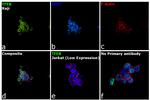 TFEB Antibody in Immunocytochemistry (ICC/IF)