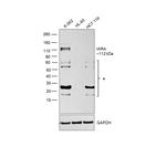 HIRA Antibody in Western Blot (WB)