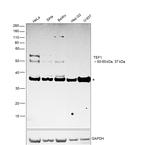 TEF1 Antibody in Western Blot (WB)