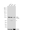 VMP1 Antibody in Western Blot (WB)