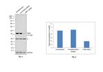 VMP1 Antibody in Western Blot (WB)